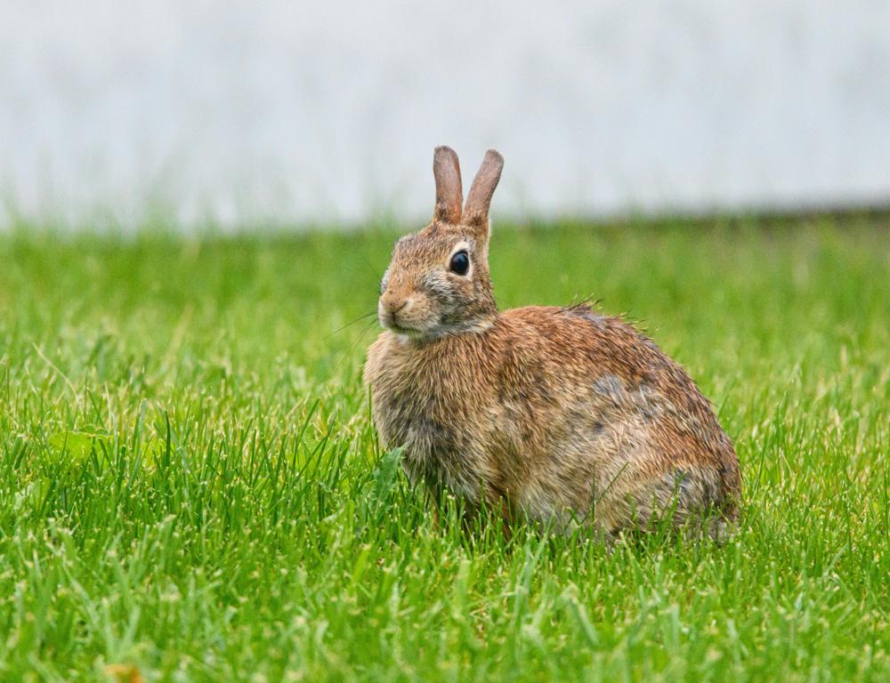 cartoon rabbit